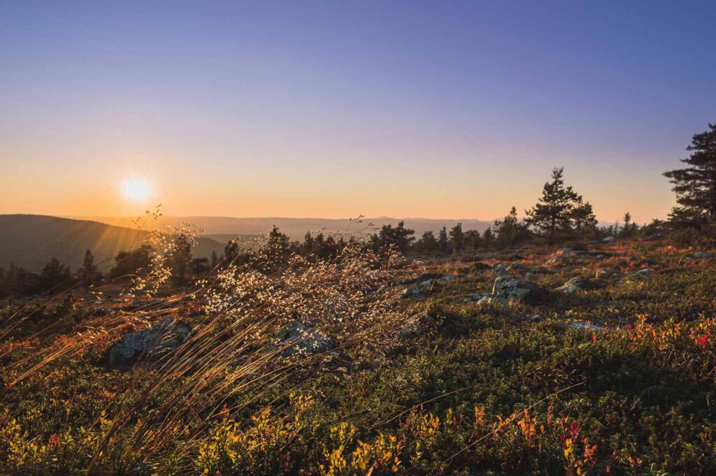 Keskikesä Levillä, tunturissa.