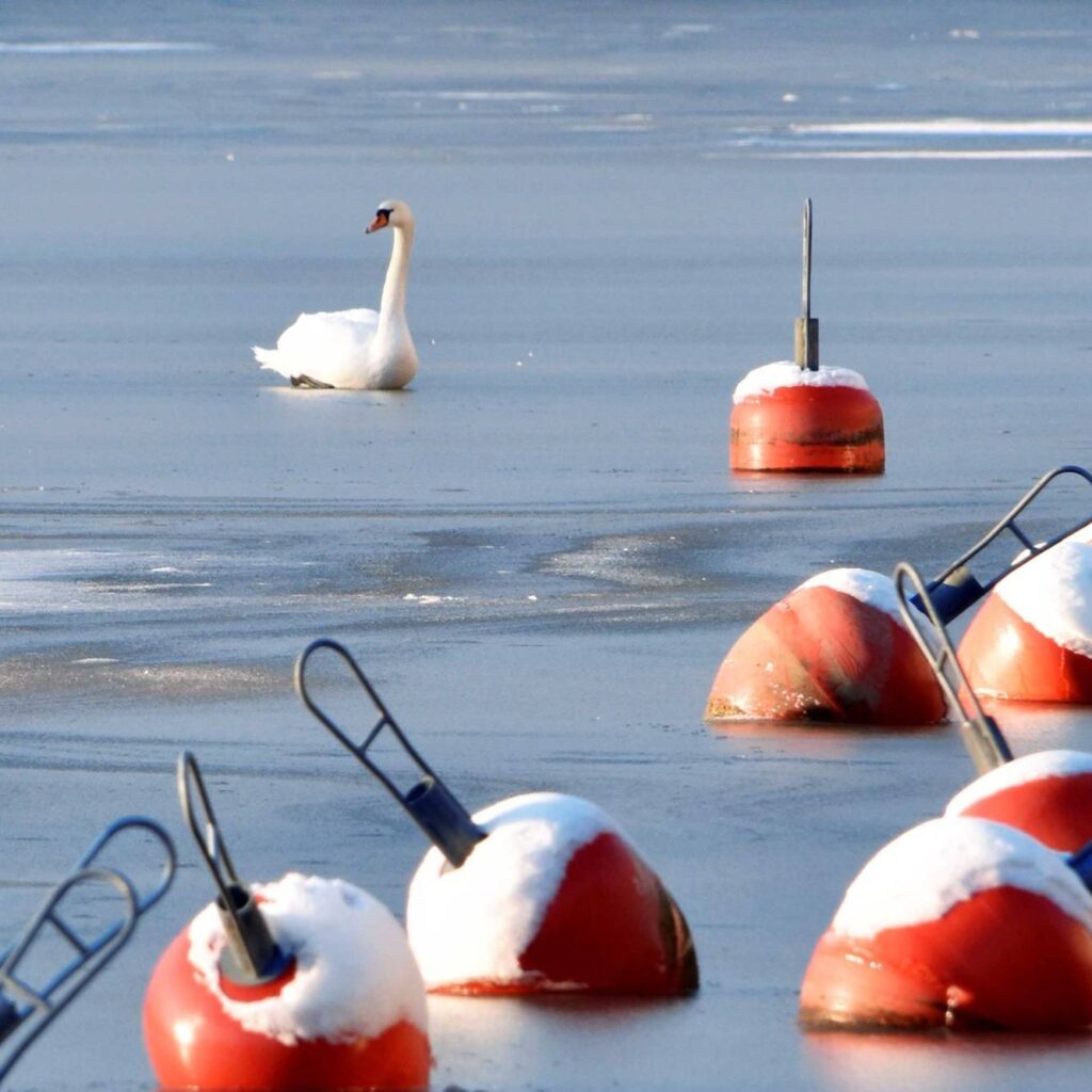 Joutsen merellä talvella.
