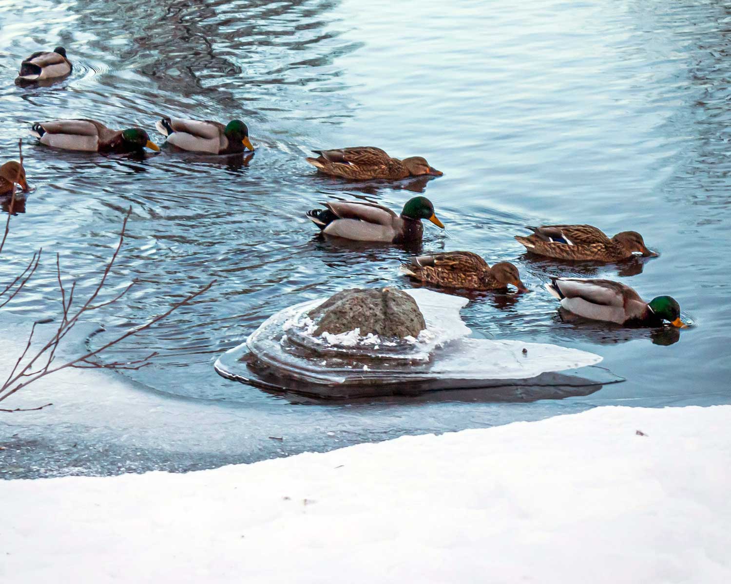 Sorsat lammella talvella.