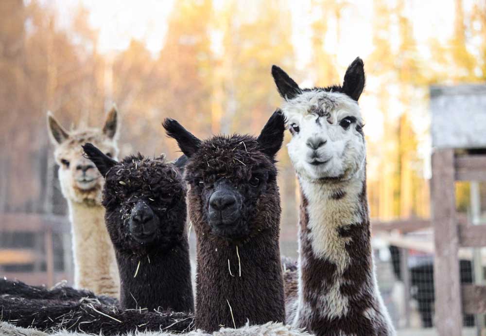 Alpakat vierailemassa Frejan lastenbrunssilla.