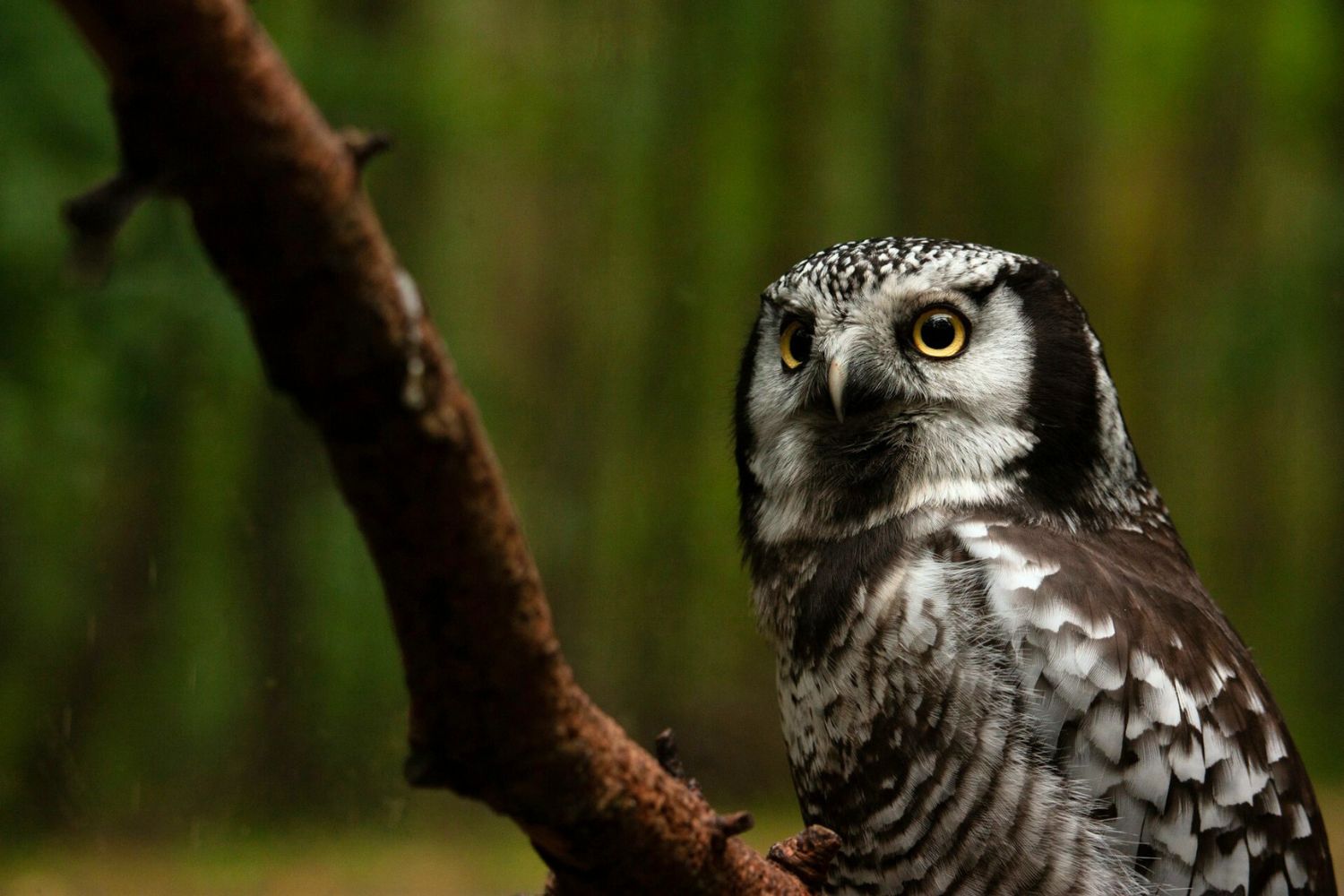 Northern Hawk Owl in Levi.