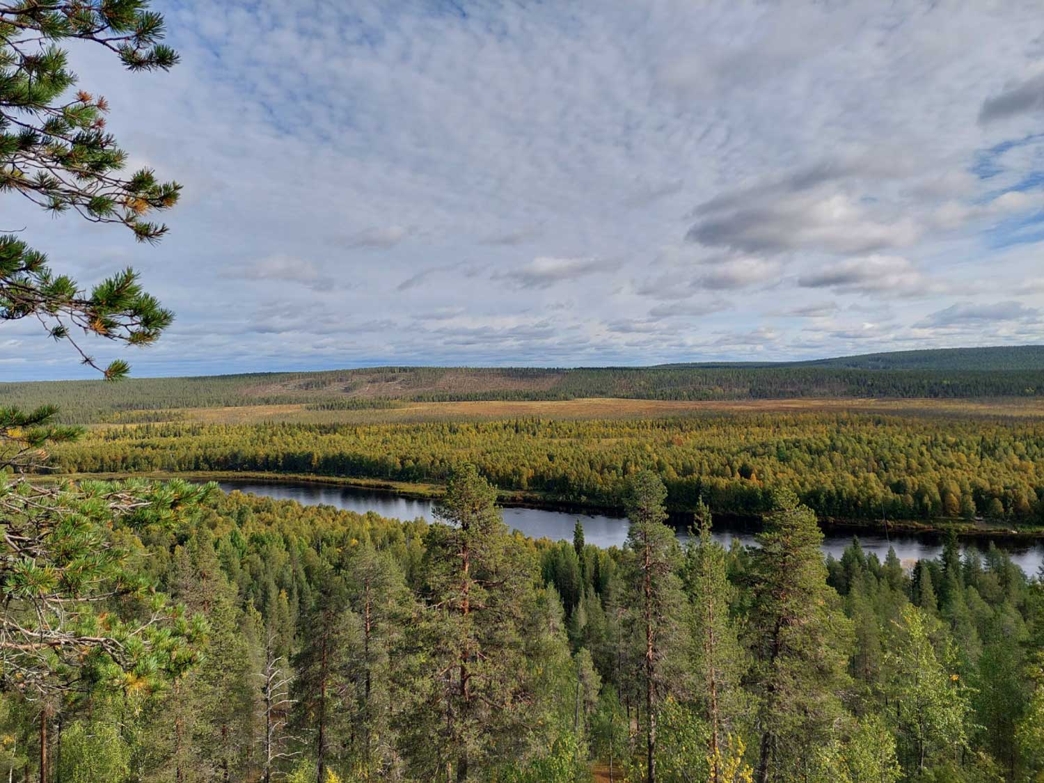 Forest landscapes in Levi.